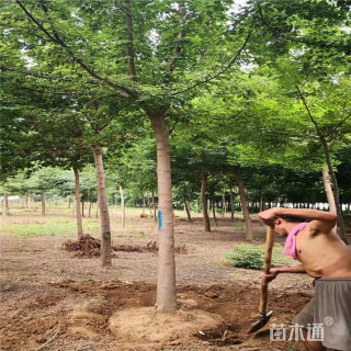 12公分绿叶复叶槭