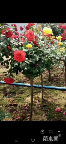 1.5公分小青杆树状月季