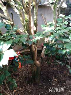 高度350厘米瓜子黄杨