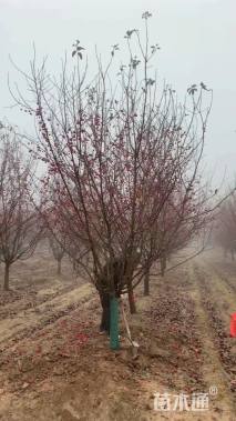 12公分绚丽海棠