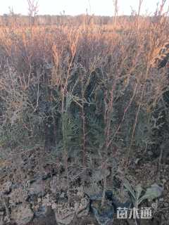 高度15厘米侧柏