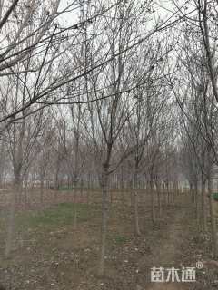 10公分美国红枫