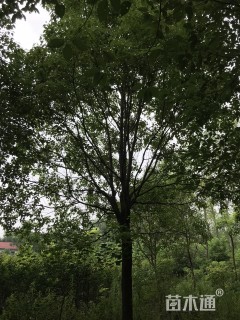 25公分香樟