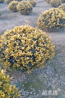 高度80厘米黄金枸骨球