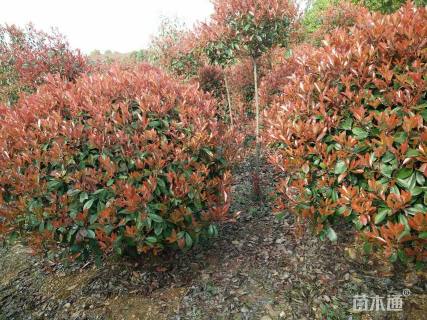 冠幅80厘米红叶石楠球