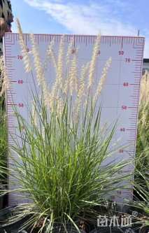 高度40厘米狼尾草