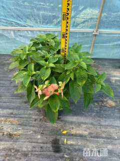 高度30厘米粉叶金花