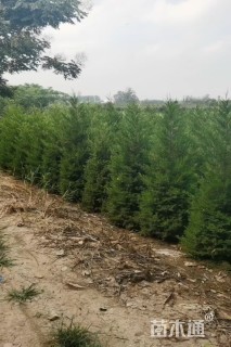 高度160厘米桧柏