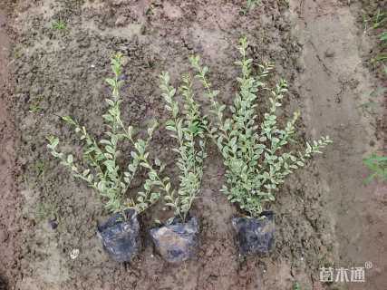 高度40厘米银姬小蜡