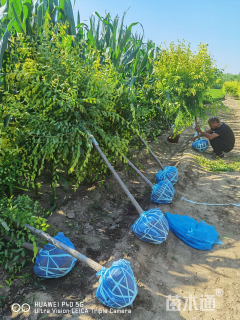 4公分金叶榆
