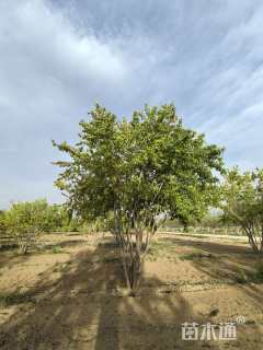 高度450厘米丛生茶条槭