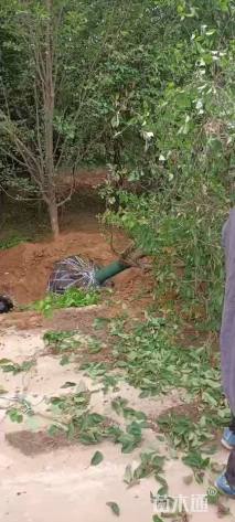 10公分绚丽海棠