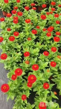 高度20厘米百日草