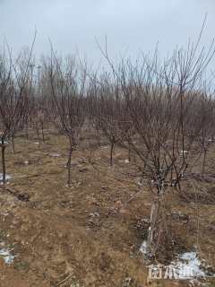 高度20厘米接骨木