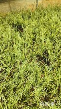 高度20厘米菖蒲