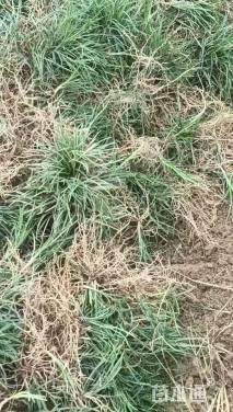 高度8厘米麦冬