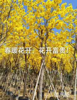 1公分黄花风铃木