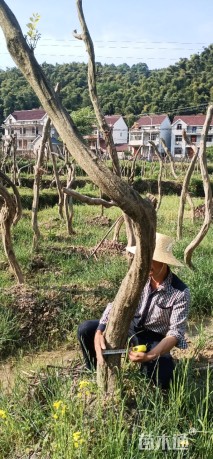 主蔓长250厘米紫藤