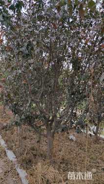 12公分王族海棠