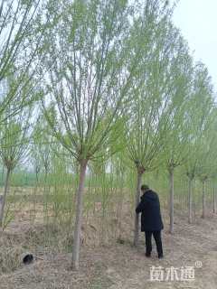 10公分柳树