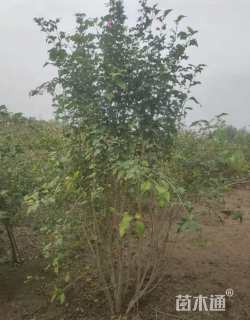 高度100厘米木槿