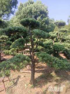 移栽苗造型罗汉松