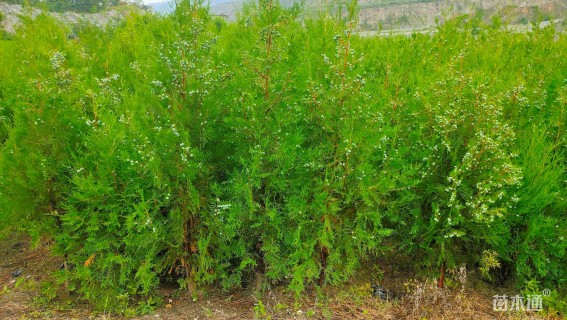 高度200厘米侧柏