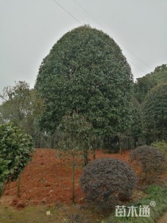 18公分桂花