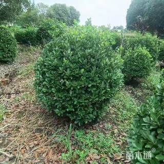 高度100厘米万年青球