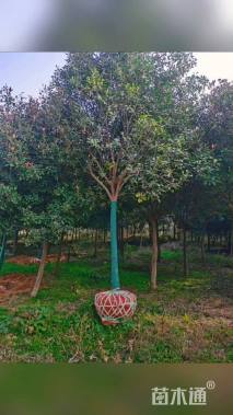 10公分红叶石楠