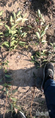 高度55厘米红叶石楠小苗