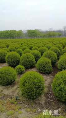 高度150厘米金冠女贞