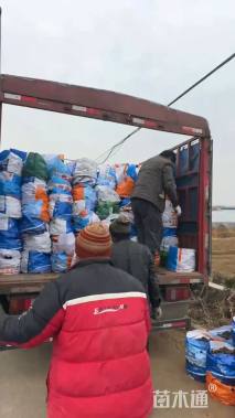 高度15厘米福禄考