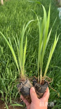 高度30厘米庭菖蒲