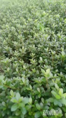 高度20厘米夏鹃