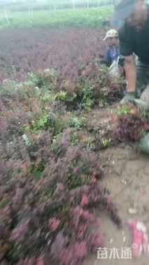 高度50厘米红叶小檗