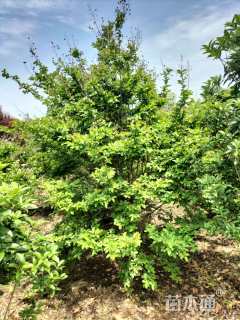 高度250厘米丛生紫薇