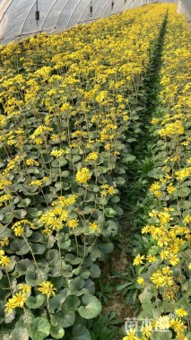 高度20厘米斑点大吴风草