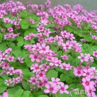 红三叶种子