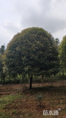 3公分桂花