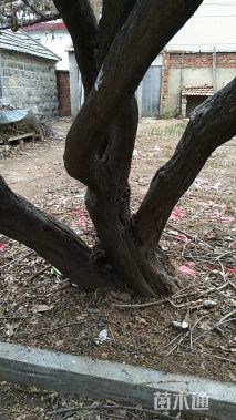 主蔓长50厘米多花紫藤