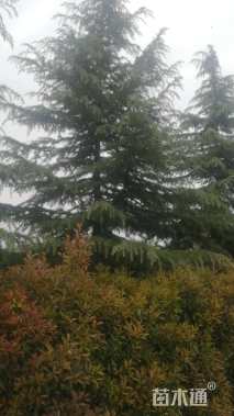 原生苗北非雪松