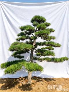 25公分造型黑松