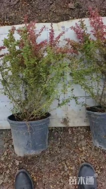 高度45厘米小丑火棘