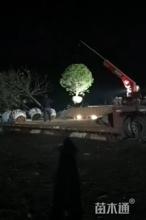 15公分桂花