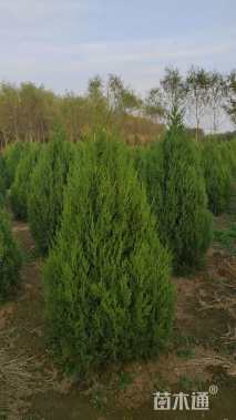 高度100厘米塔柏