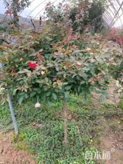 1公分小青杆月季