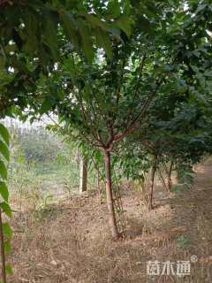 高度300厘米素馨腊梅