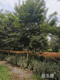 15公分榉树