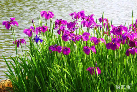 高度15厘米花菖蒲